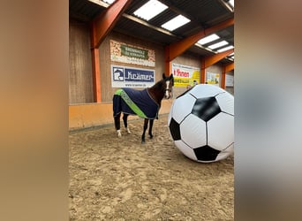 Hannoveriano, Yegua, 4 años, 170 cm, Castaño