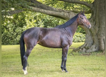 Hannoveriano, Yegua, 4 años, 170 cm, Castaño oscuro