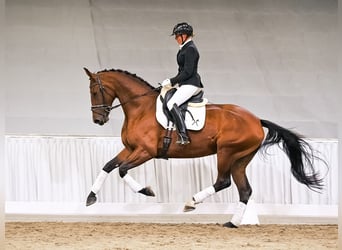 Hannoveriano, Yegua, 4 años, 170 cm, Castaño oscuro