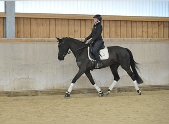 Hannoveriano, Yegua, 4 años, 170 cm, Morcillo
