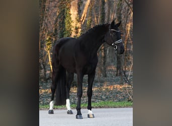 Hannoveriano, Yegua, 4 años, 170 cm, Negro