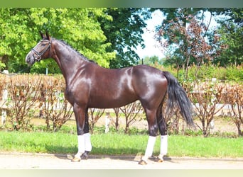 Hannoveriano, Yegua, 4 años, 170 cm, Negro