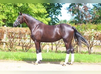 Hannoveriano, Yegua, 4 años, 170 cm, Negro