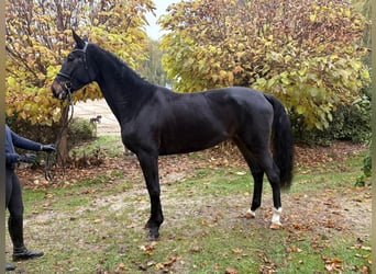 Hannoveriano, Yegua, 4 años, 171 cm, Morcillo