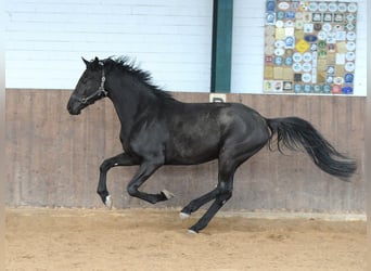 Hannoveriano, Yegua, 4 años, 171 cm, Negro
