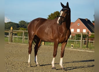 Hannoveriano, Yegua, 4 años, 172 cm, Alazán-tostado