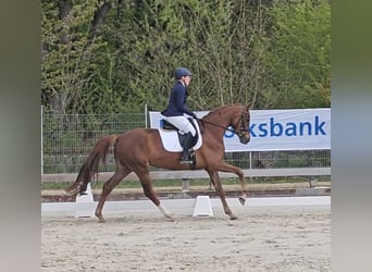 Hannoveriano, Yegua, 4 años, 172 cm, Alazán-tostado