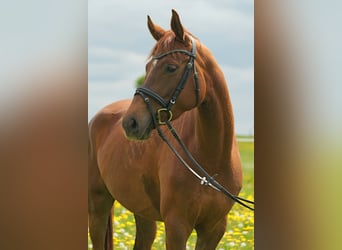 Hannoveriano, Yegua, 4 años, 172 cm, Alazán-tostado