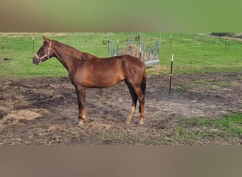 Hannoveriano, Yegua, 4 años, 172 cm, Alazán-tostado