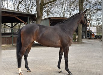Hannoveriano, Yegua, 4 años, 172 cm, Castaño oscuro