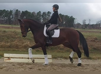 Hannoveriano, Yegua, 4 años, 172 cm, Castaño oscuro