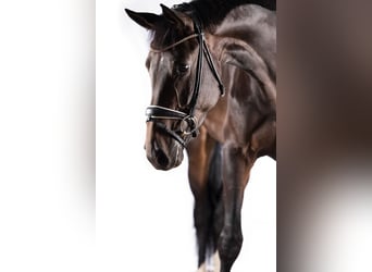 Hannoveriano, Yegua, 4 años, 172 cm, Morcillo