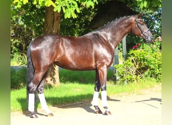 Hannoveriano, Yegua, 4 años, 172 cm, Negro