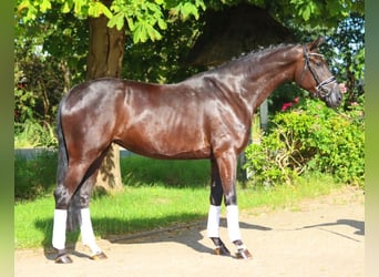 Hannoveriano, Yegua, 4 años, 172 cm, Negro