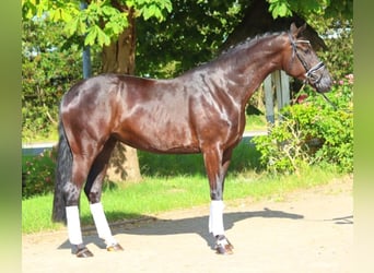 Hannoveriano, Yegua, 4 años, 172 cm, Negro