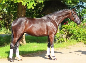 Hannoveriano, Yegua, 4 años, 172 cm, Negro