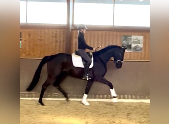 Hannoveriano, Yegua, 4 años, 172 cm, Negro