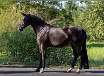Hannoveriano, Yegua, 4 años, 173 cm, Negro