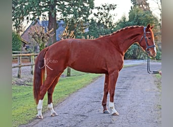 Hannoveriano, Yegua, 4 años, 174 cm, Alazán