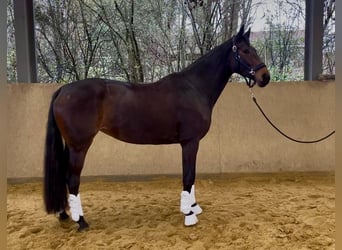 Hannoveriano, Yegua, 4 años, 174 cm, Castaño oscuro