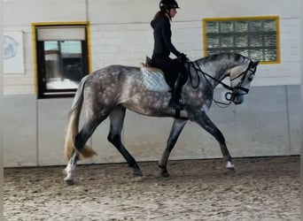 Hannoveriano, Yegua, 4 años, 174 cm, Tordo rodado