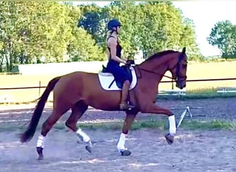 Hannoveriano, Yegua, 4 años, 175 cm, Alazán