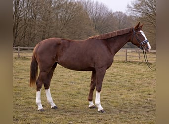 Hannoveriano, Yegua, 4 años, 175 cm, Alazán-tostado