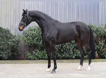 Hannoveriano, Yegua, 4 años, 178 cm, Morcillo