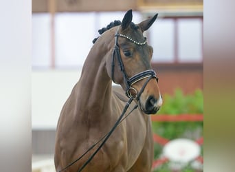 Hannoveriano, Yegua, 4 años, Castaño