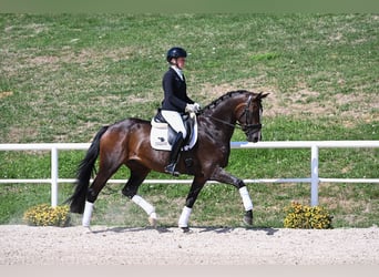 Hannoveriano, Yegua, 4 años, Castaño oscuro