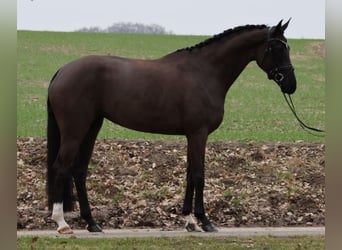 Hannoveriano, Yegua, 4 años, Negro