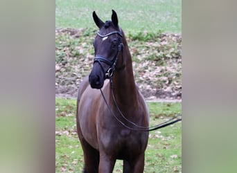 Hannoveriano, Yegua, 4 años, Negro