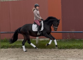 Hannoveriano, Yegua, 4 años, Negro