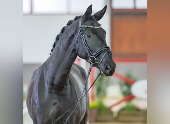 Hannoveriano, Yegua, 4 años, Negro