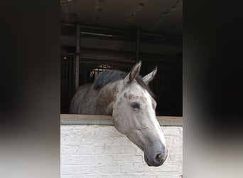 Hannoveriano, Yegua, 4 años, Tordo rodado