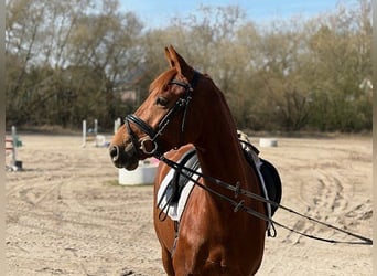Hannoveriano, Yegua, 5 años, 158 cm, Alazán-tostado