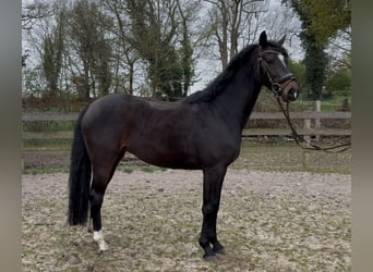 Hannoveriano, Yegua, 5 años, 158 cm, Castaño oscuro