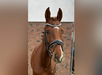 Hannoveriano, Yegua, 5 años, 160 cm, Alazán-tostado