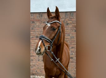 Hannoveriano, Yegua, 5 años, 160 cm, Alazán-tostado