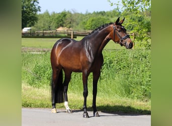 Hannoveriano, Yegua, 5 años, 160 cm, Castaño oscuro
