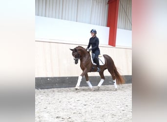 Hannoveriano, Yegua, 5 años, 161 cm, Alazán-tostado