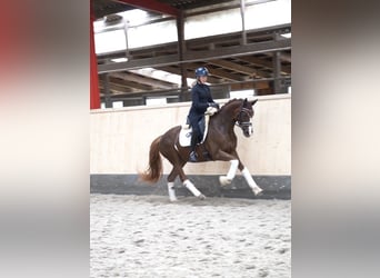 Hannoveriano, Yegua, 5 años, 161 cm, Alazán-tostado