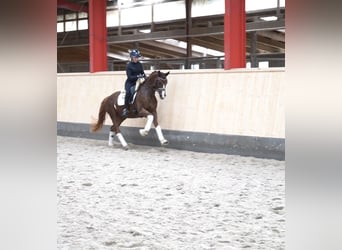 Hannoveriano, Yegua, 5 años, 161 cm, Alazán-tostado