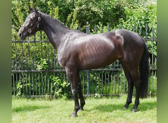 Hannoveriano, Yegua, 5 años, 162 cm