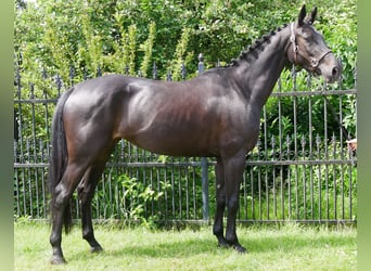 Hannoveriano, Yegua, 5 años, 162 cm
