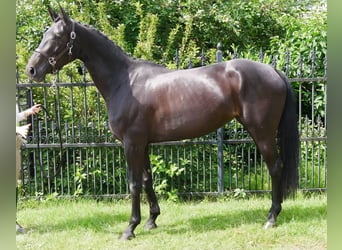 Hannoveriano, Yegua, 5 años, 162 cm