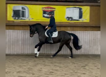 Hannoveriano, Yegua, 5 años, 162 cm, Castaño oscuro