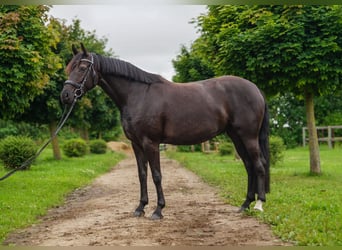 Hannoveriano, Yegua, 5 años, 162 cm, Negro