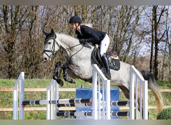 Hannoveriano, Yegua, 5 años, 162 cm, Tordo