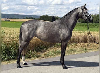 Hannoveriano, Yegua, 5 años, 162 cm, Tordo rodado